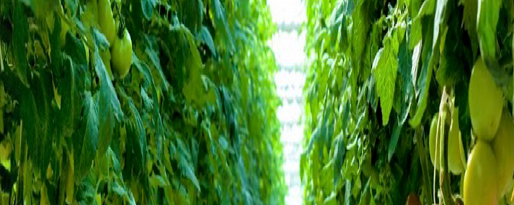 Interior of a Bushel Boy greenhouse with rows of tomato plants